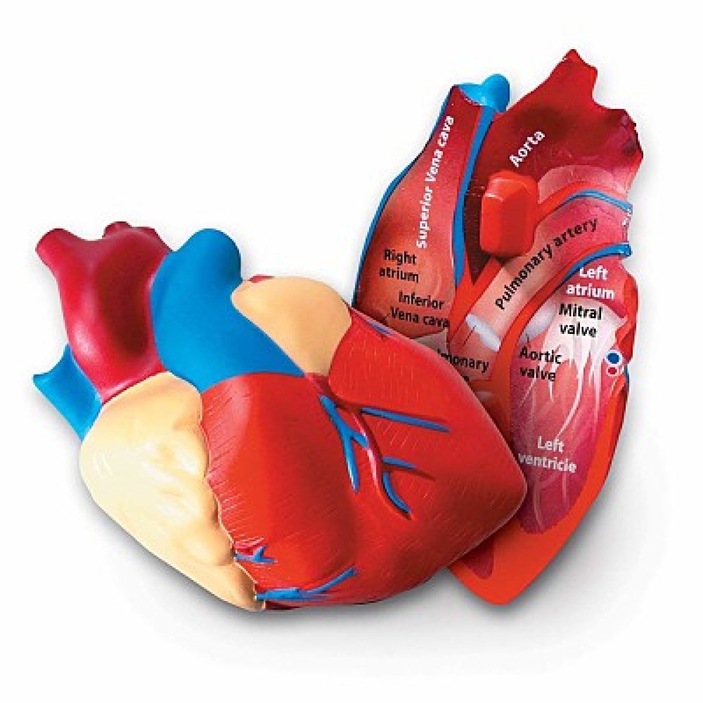 Human Heart Crossection Model